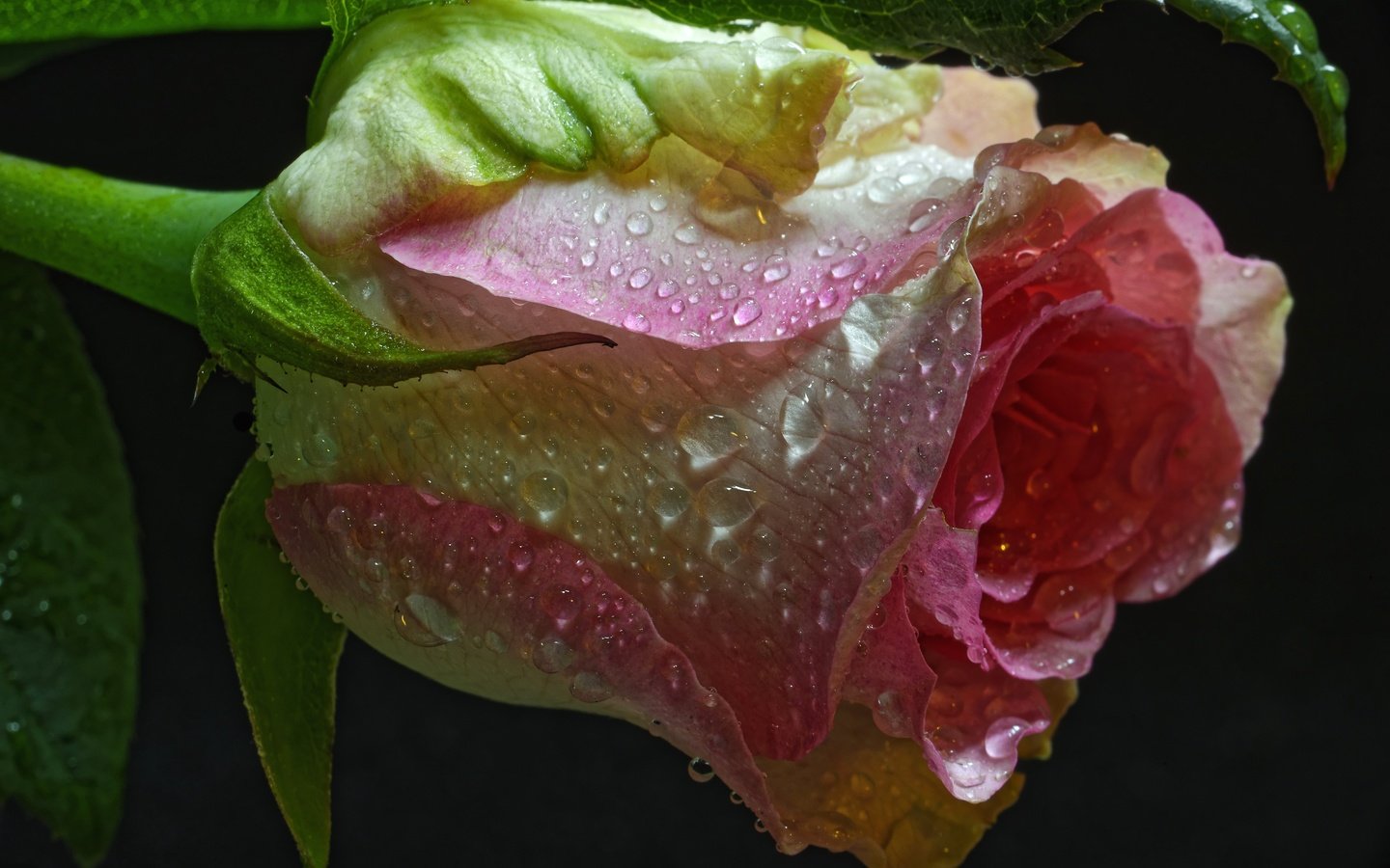 Обои макро, цветок, капли, роза, бутон, черный фон, macro, flower, drops, rose, bud, black background разрешение 3000x2002 Загрузить