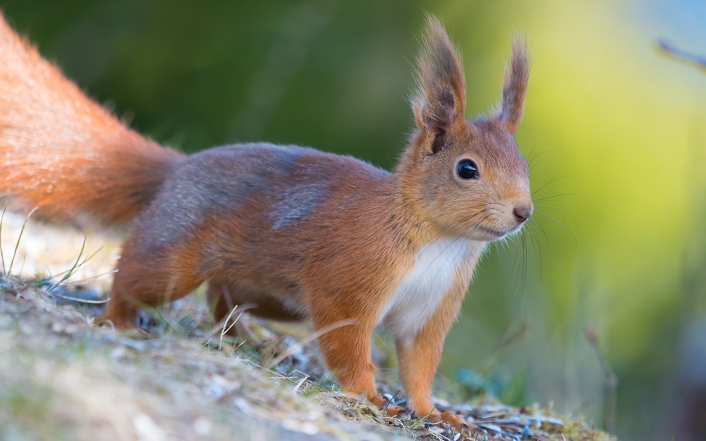 Обои мордочка, шерсть, белка, хвост, белочка, грызун, muzzle, wool, protein, tail, squirrel, rodent разрешение 2048x1152 Загрузить