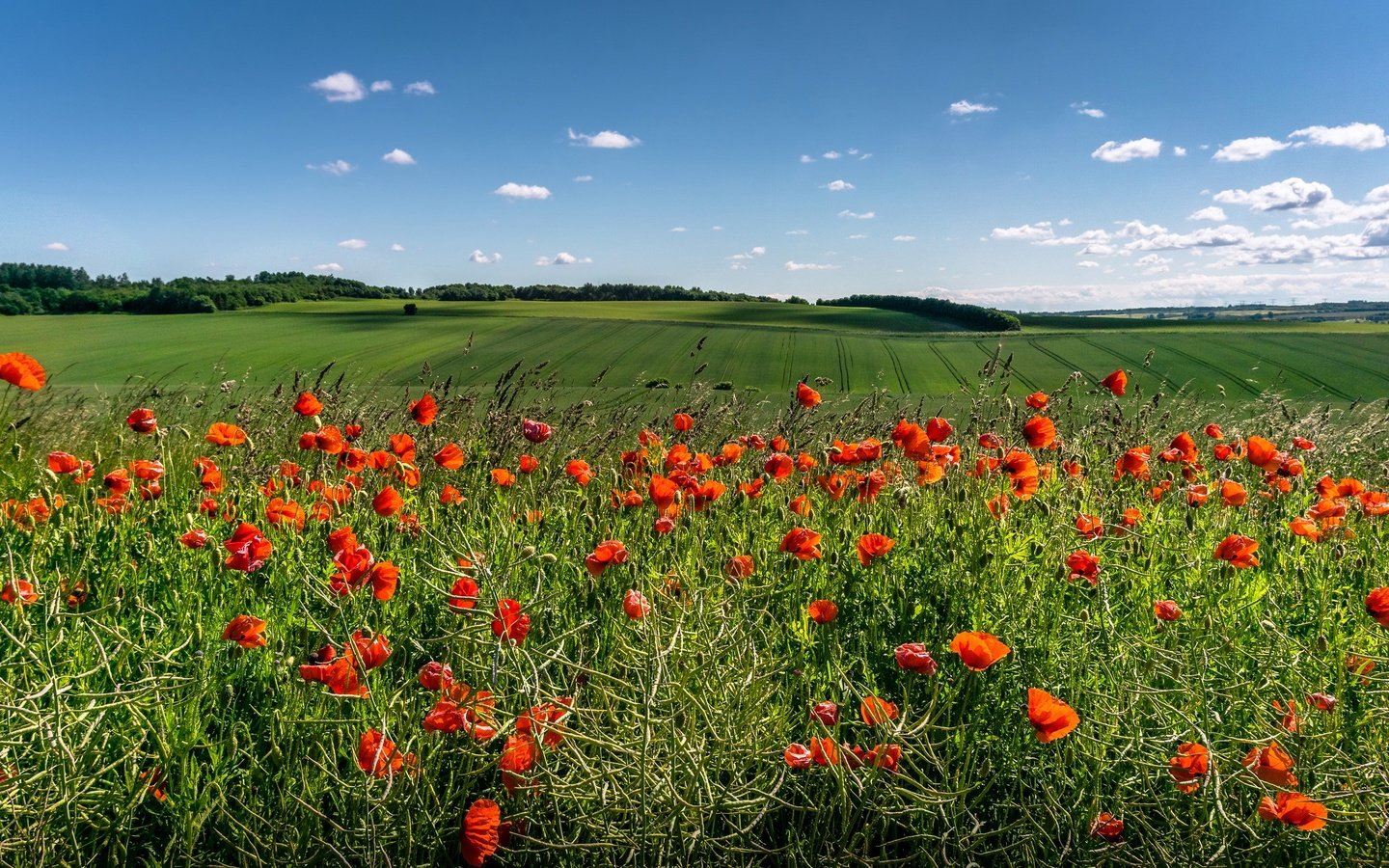 Обои небо, цветы, облака, солнце, зелень, поля, красные, маки, the sky, flowers, clouds, the sun, greens, field, red, maki разрешение 3000x1702 Загрузить