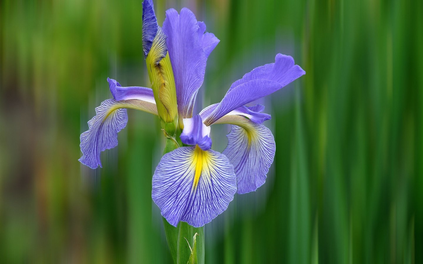 Обои природа, макро, цветок, лепестки, ирис, nature, macro, flower, petals, iris разрешение 2048x1360 Загрузить