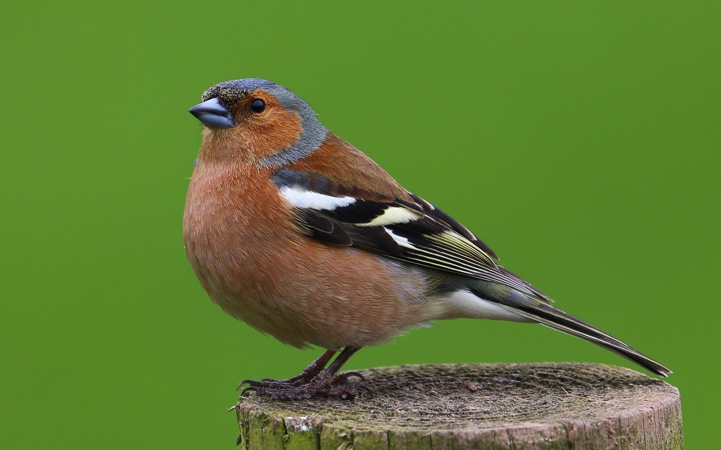 Обои птицы, птица, животное, самец, зяблик, birds, bird, animal, male, chaffinch разрешение 2648x1900 Загрузить