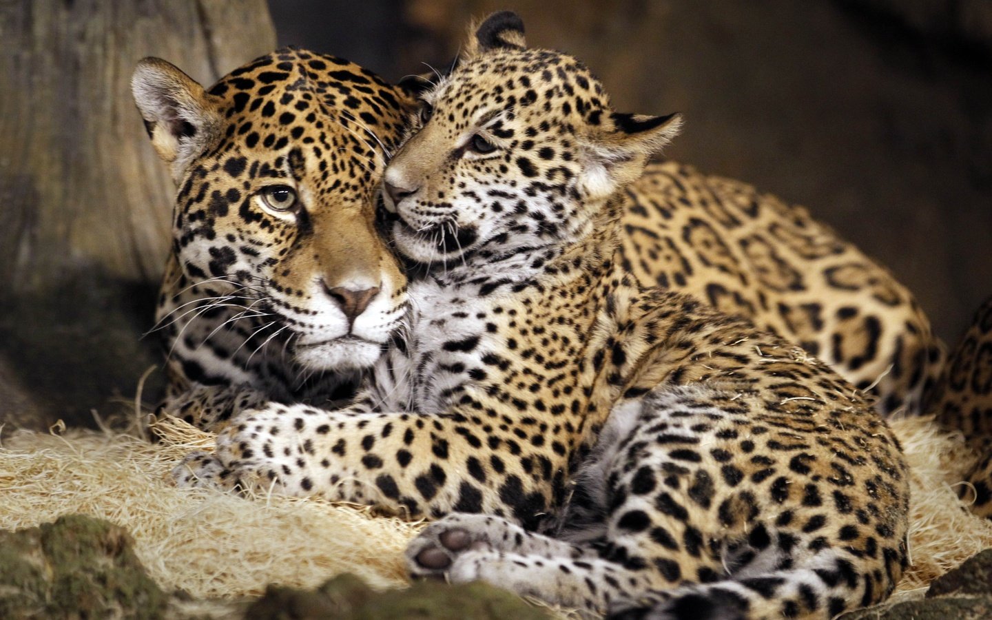 Обои ягуар, семья, дикая кошка, детеныш, ягуары, jaguar, family, wild cat, cub, jaguars разрешение 4440x3096 Загрузить