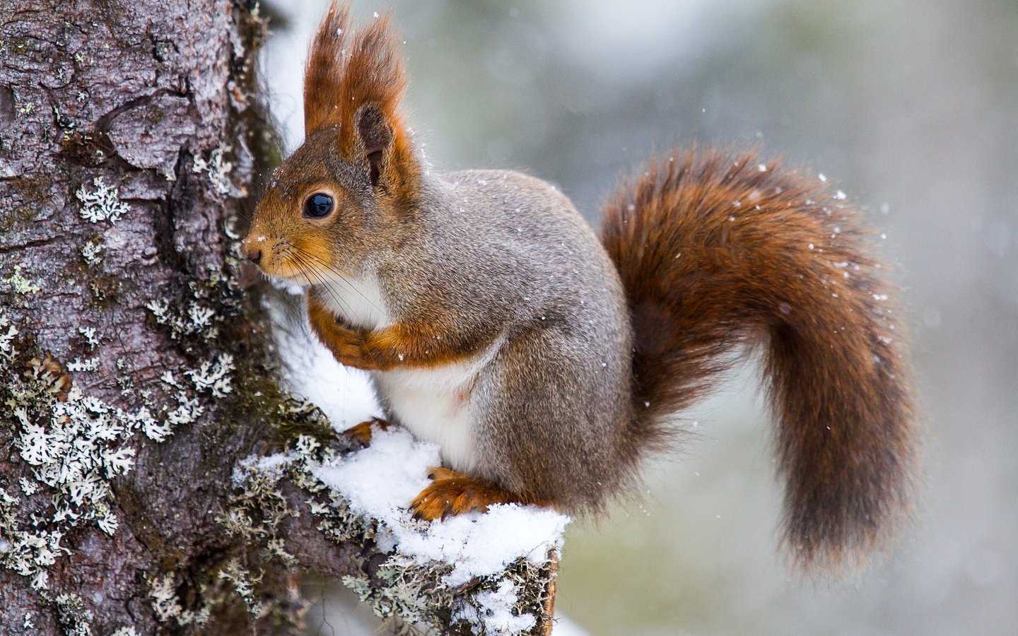 Обои снег, дерево, белка, хвост, белочка, грызун, snow, tree, protein, tail, squirrel, rodent разрешение 5184x3456 Загрузить