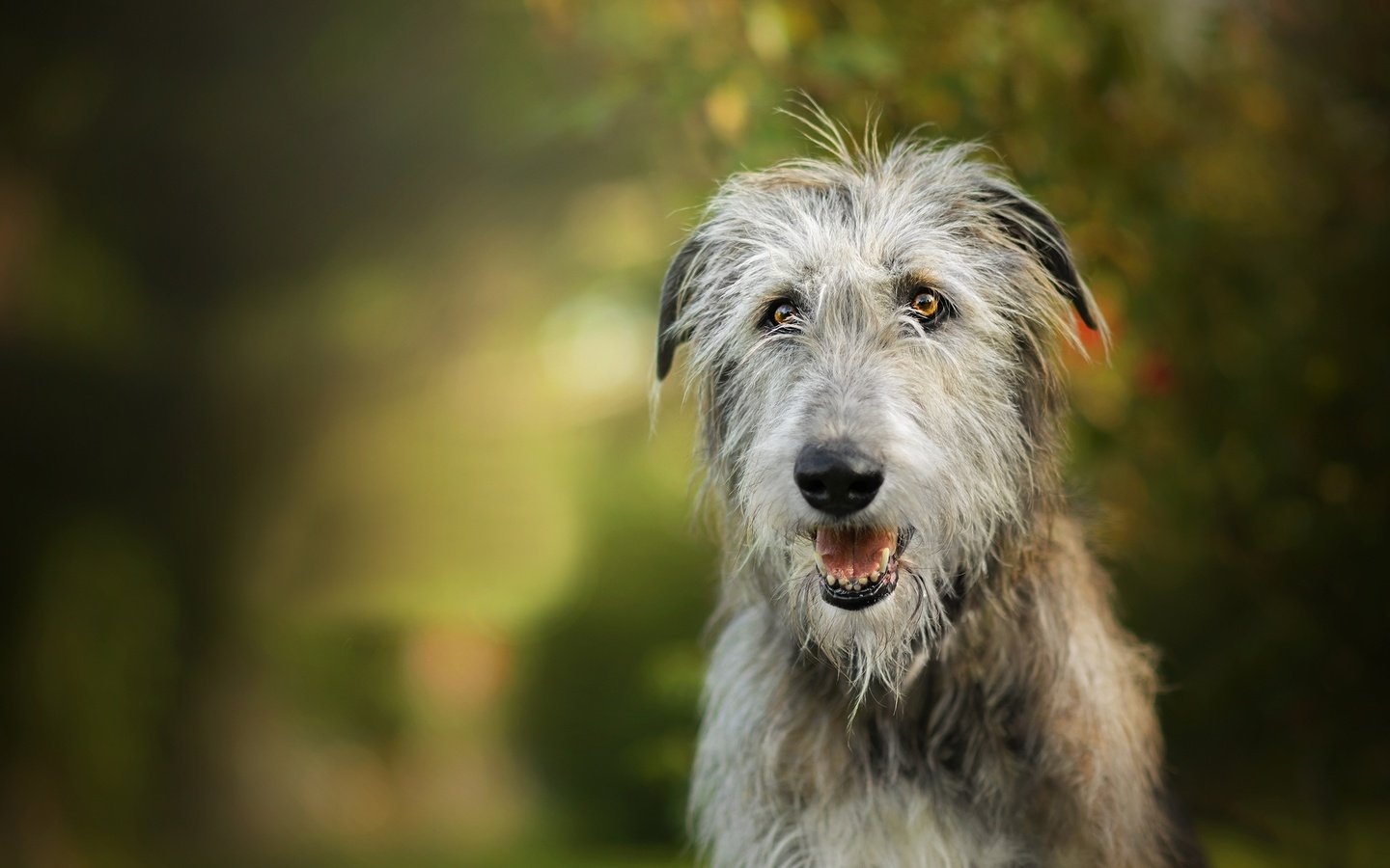 Обои собака, боке, ирландский волкодав, dackelpuppy, igraine, dog, bokeh, the irish wolfhound разрешение 2048x1310 Загрузить