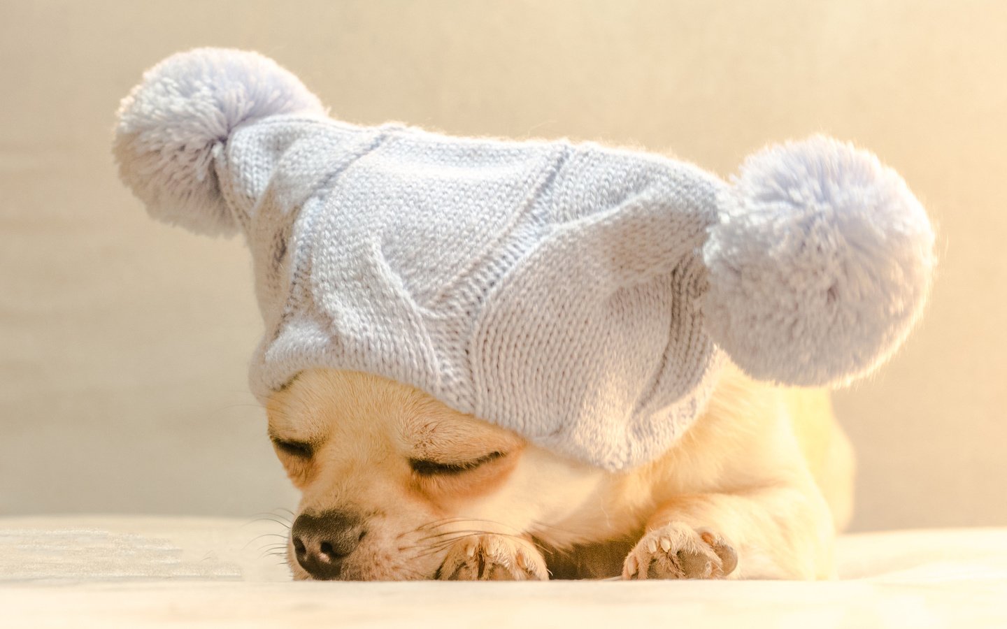 Обои собака, спит, шапка, чихуахуа, bianca badosa, dog, sleeping, hat, chihuahua разрешение 3025x2121 Загрузить