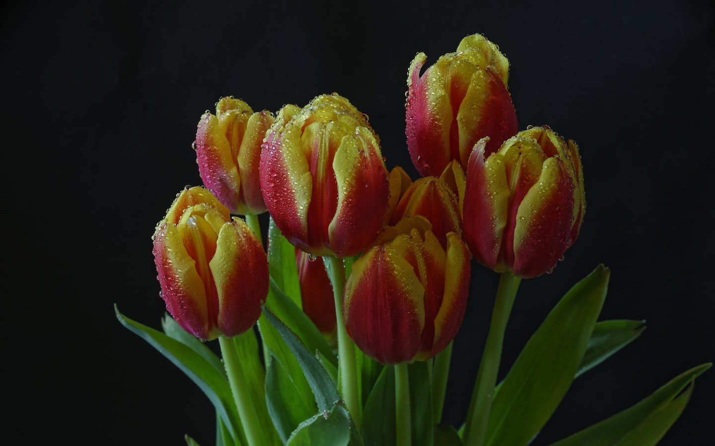 Обои цветы, темный фон, тюльпаны, капельки воды, flowers, the dark background, tulips, droplets of water разрешение 5000x3404 Загрузить