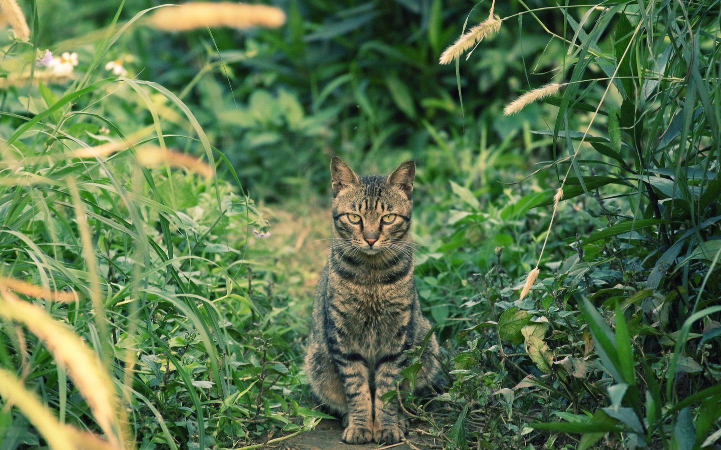 Обои глаза, трава, фон, кот, усы, кошка, взгляд, eyes, grass, background, cat, mustache, look разрешение 2048x1365 Загрузить