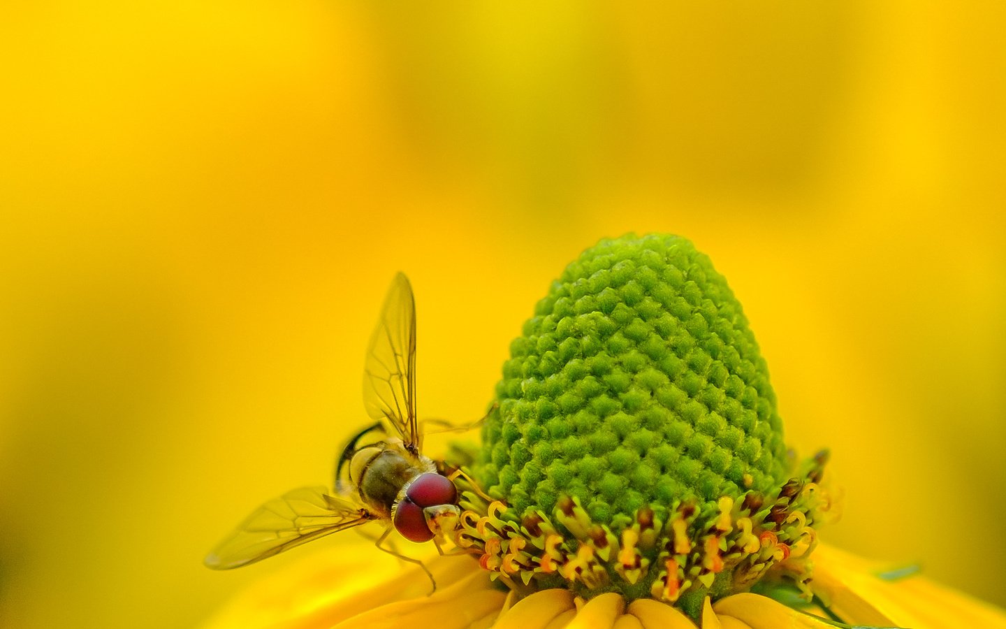 Обои желтый, макро, насекомое, фон, цветок, пчела, рудбекия, yellow, macro, insect, background, flower, bee, rudbeckia разрешение 2072x1324 Загрузить