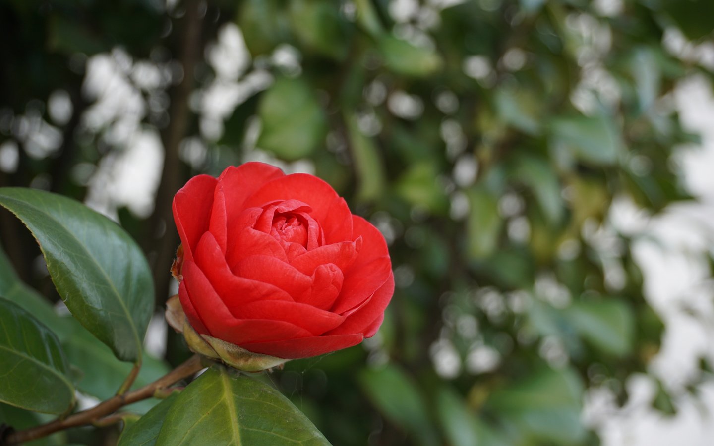 Обои природа, листья, фон, цветок, камелия, nature, leaves, background, flower, camellia разрешение 3840x2400 Загрузить