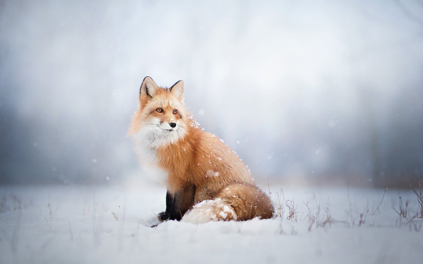 Обои снег, зима, лиса, лисица, животное, snow, winter, fox, animal разрешение 1920x1200 Загрузить