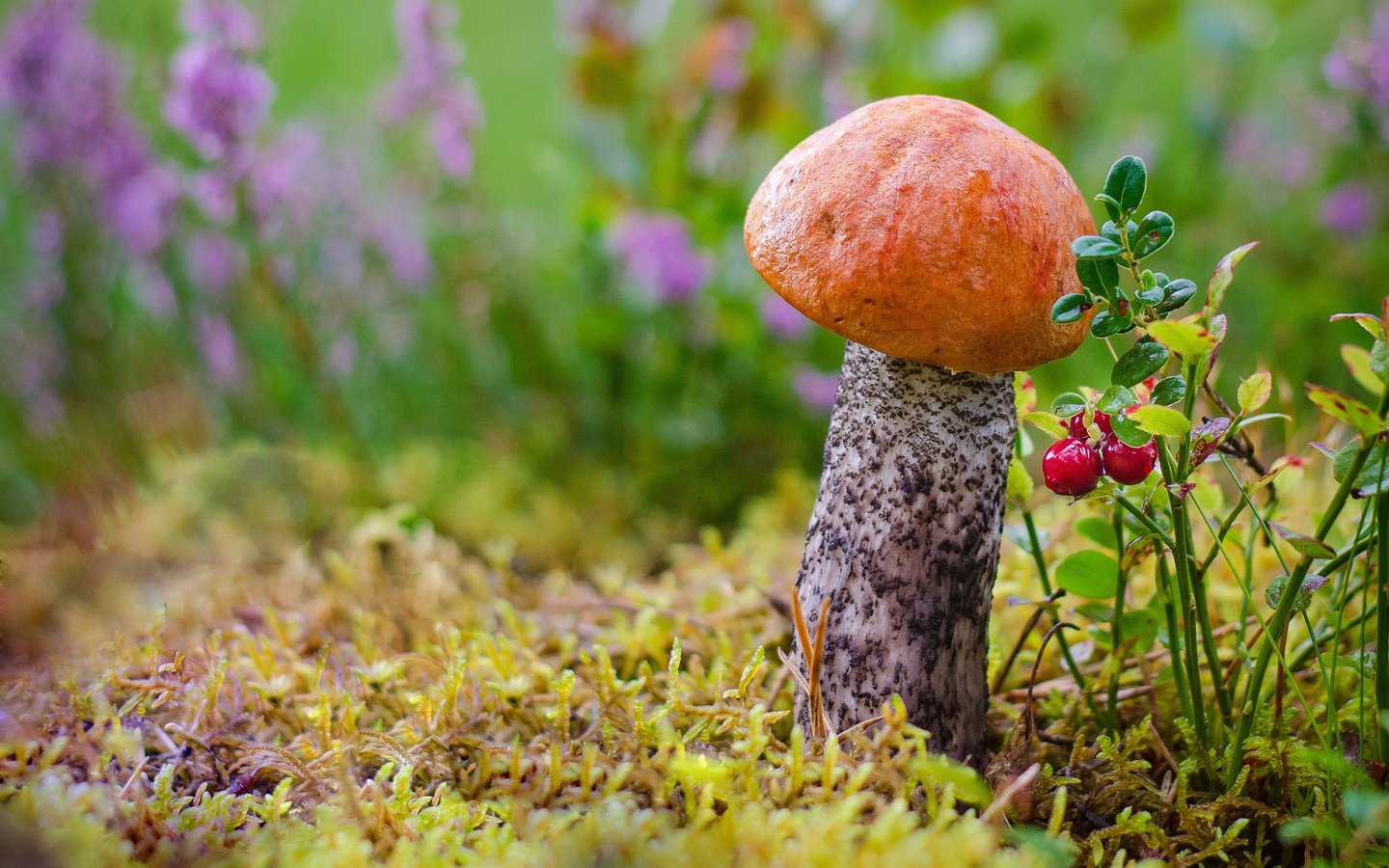 Обои цветы, подосиновик, трава, лес, макро, осень, гриб, мох, ягоды, flowers, boletus, grass, forest, macro, autumn, mushroom, moss, berries разрешение 2880x1800 Загрузить