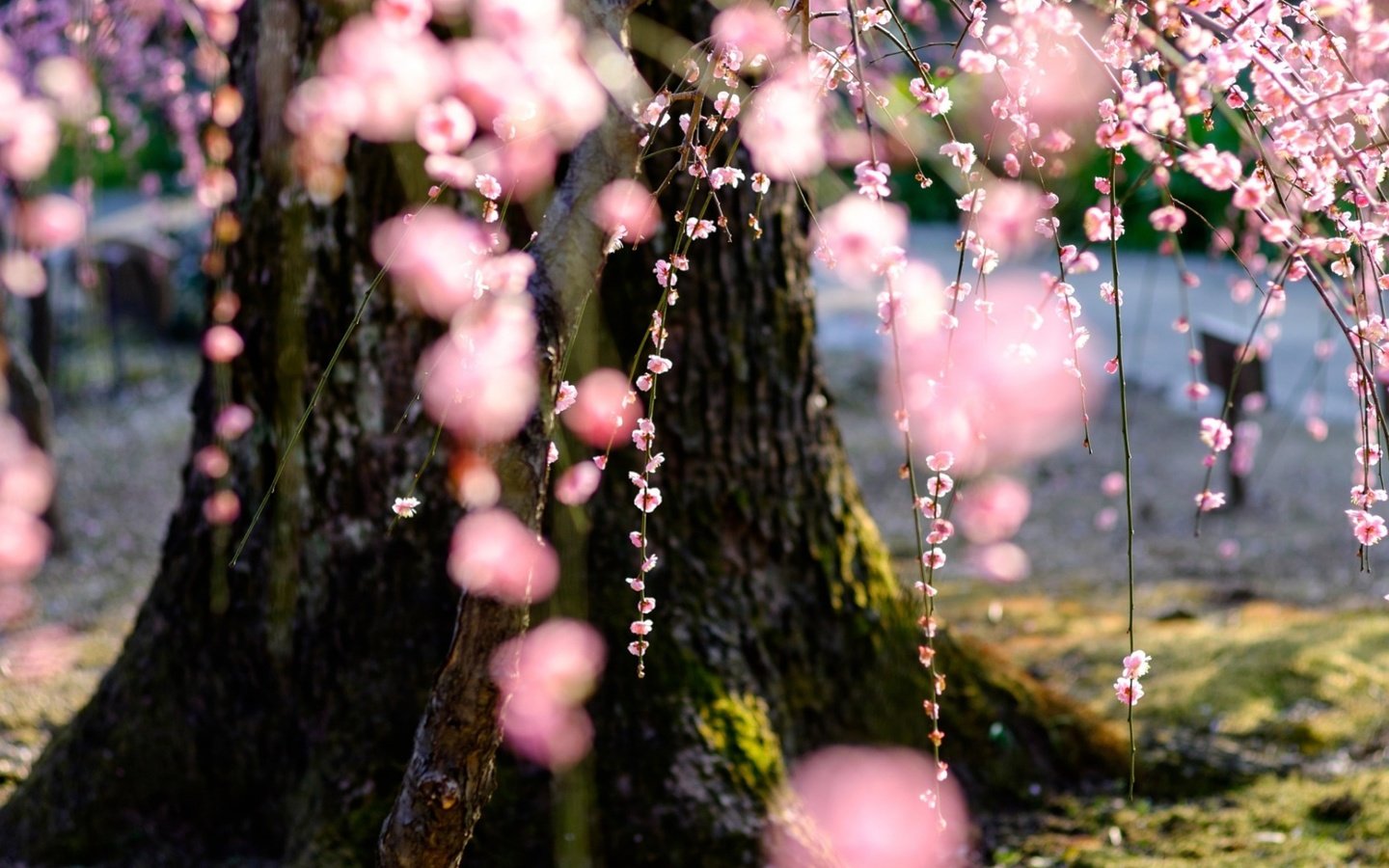 Обои природа, дерево, цветение, весна, сакура, nature, tree, flowering, spring, sakura разрешение 1920x1080 Загрузить