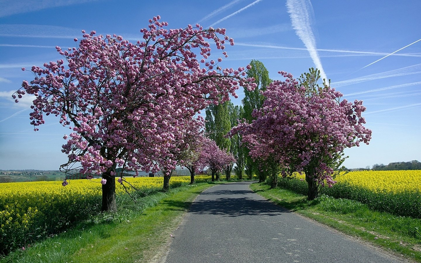 Обои небо, дорога, деревья, солнце, цветение, поля, весна, рапс, the sky, road, trees, the sun, flowering, field, spring, rape разрешение 1920x1200 Загрузить