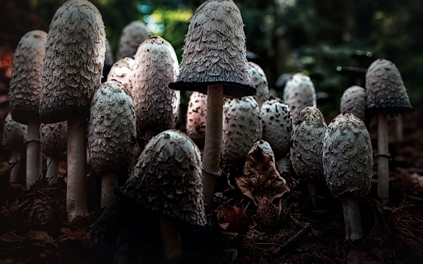 Обои природа, фон, грибы, шляпки, nature, background, mushrooms, hats разрешение 2048x1371 Загрузить