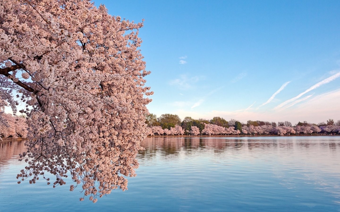 Обои небо, вода, цветение, пейзаж, весна, сакура, the sky, water, flowering, landscape, spring, sakura разрешение 1920x1080 Загрузить