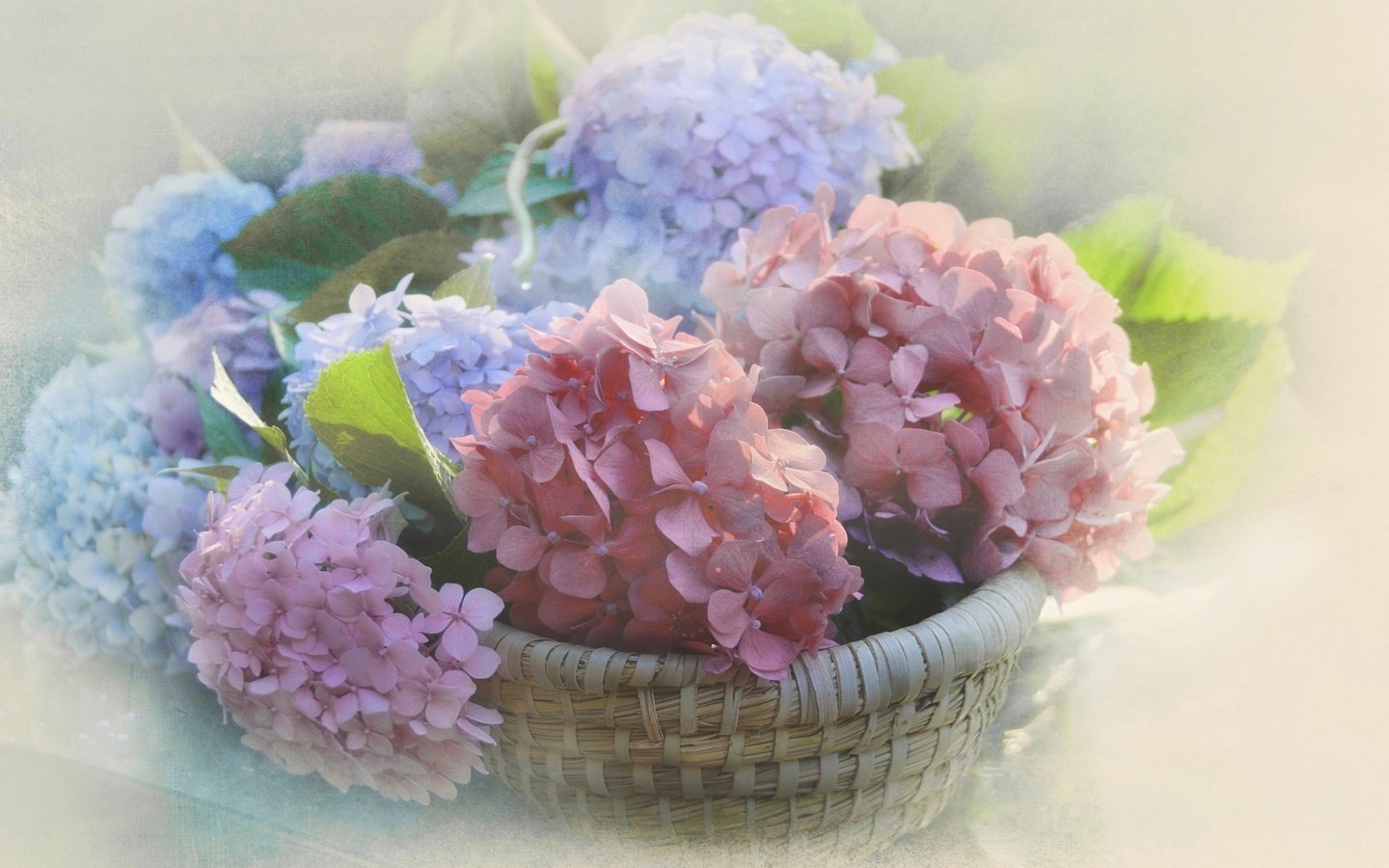 Обои цветы, размытость, соцветия, корзинка, гортензия, flowers, blur, inflorescence, basket, hydrangea разрешение 2048x1297 Загрузить