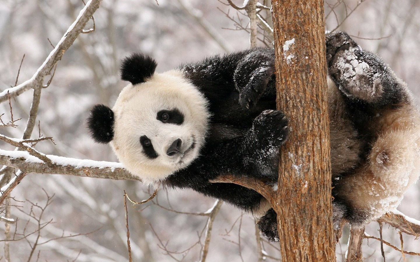 Обои снег, дерево, панда, животное, snow, tree, panda, animal разрешение 1920x1080 Загрузить