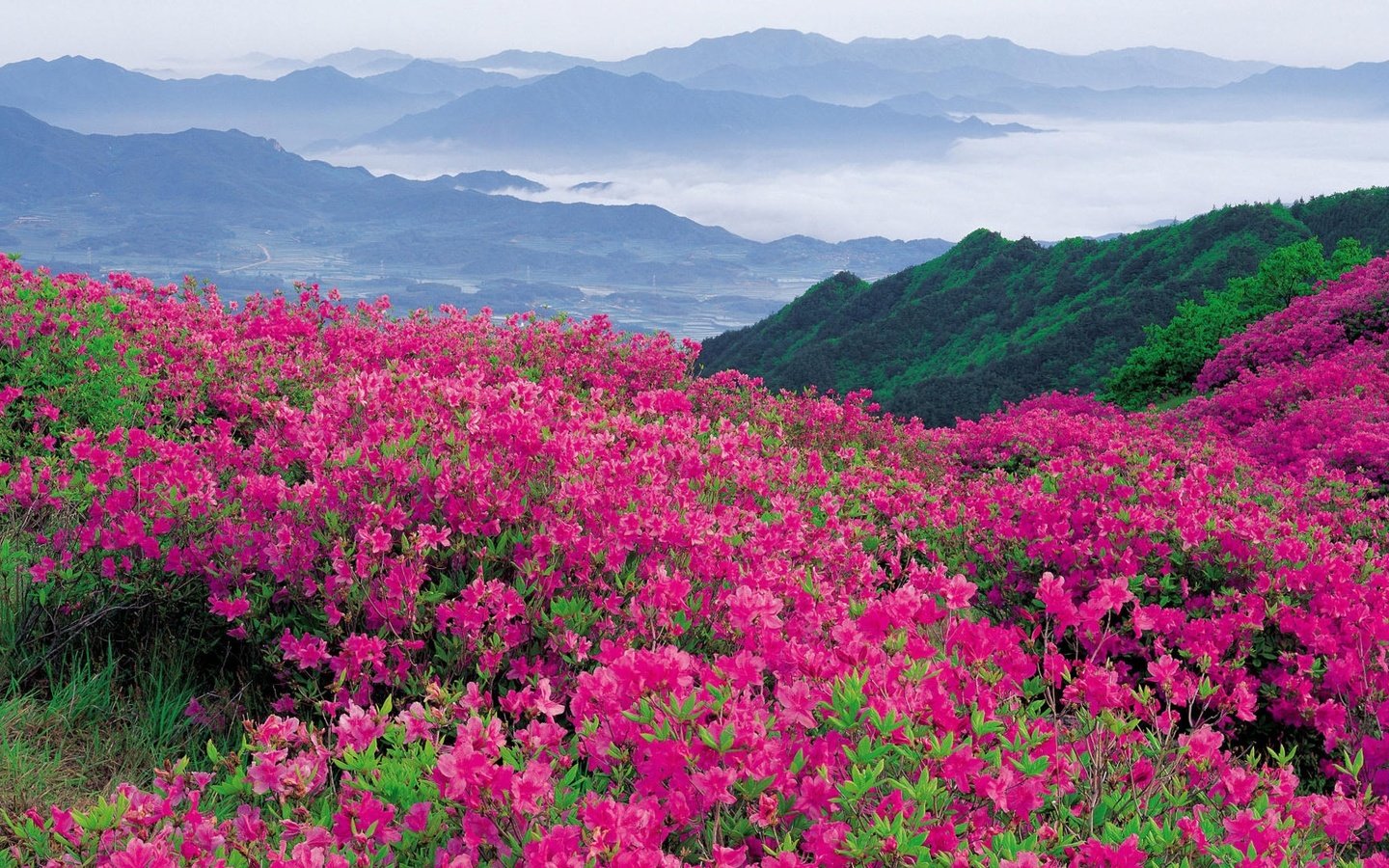 Обои цветы, природа, склон, гора, долина, рододендроны, flowers, nature, slope, mountain, valley, rhododendrons разрешение 1920x1080 Загрузить