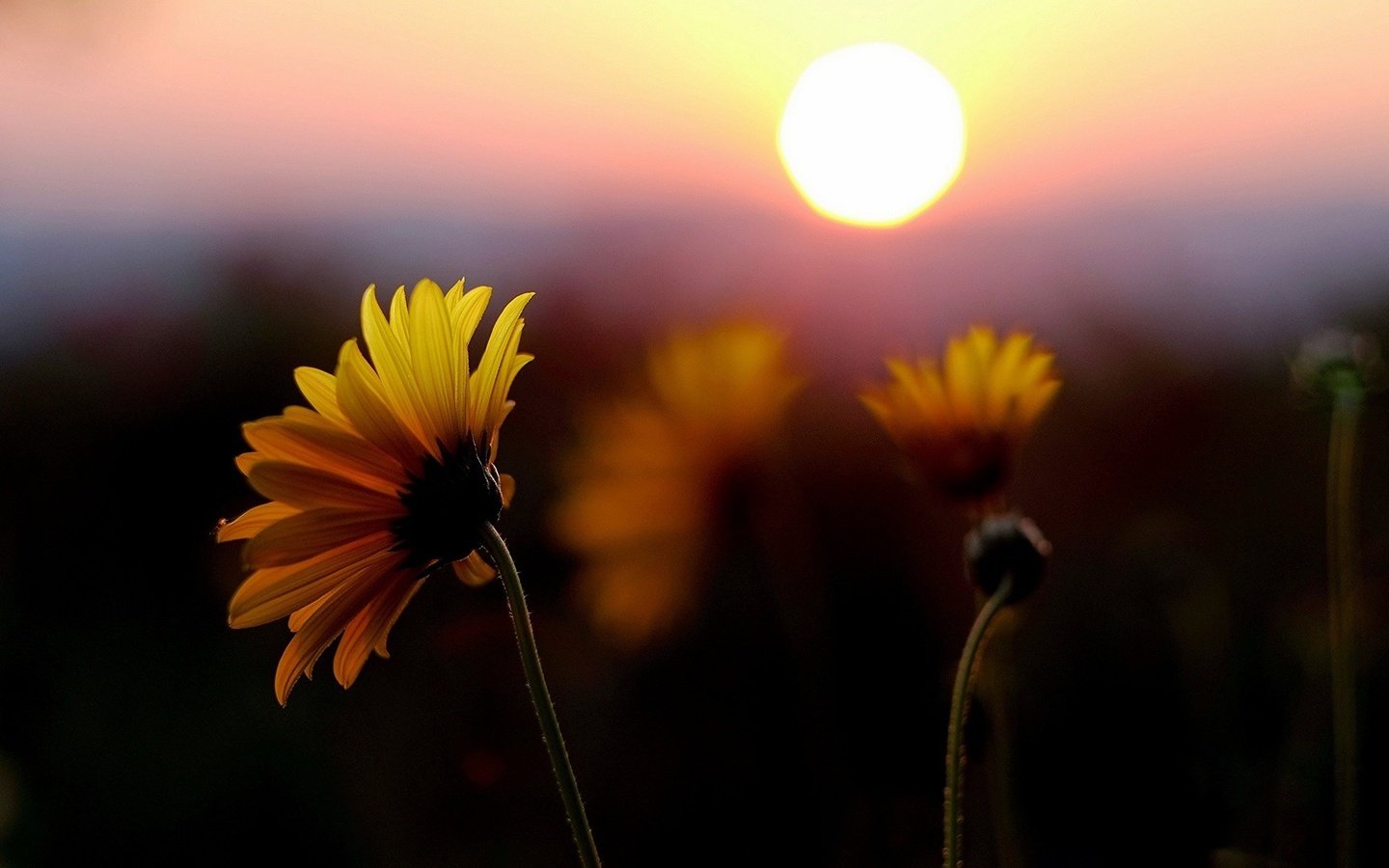 Обои цветы, солнце, закат, поле, лепестки, желтые, flowers, the sun, sunset, field, petals, yellow разрешение 1920x1080 Загрузить