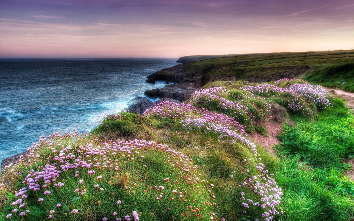 Обои цветы, вечер, скалы, берег, море, побережье, flowers, the evening, rocks, shore, sea, coast разрешение 2560x1707 Загрузить