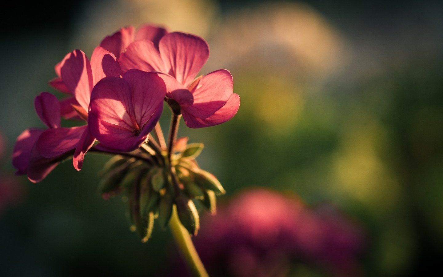 Обои фон, цветок, лепестки, герань, background, flower, petals, geranium разрешение 1920x1080 Загрузить