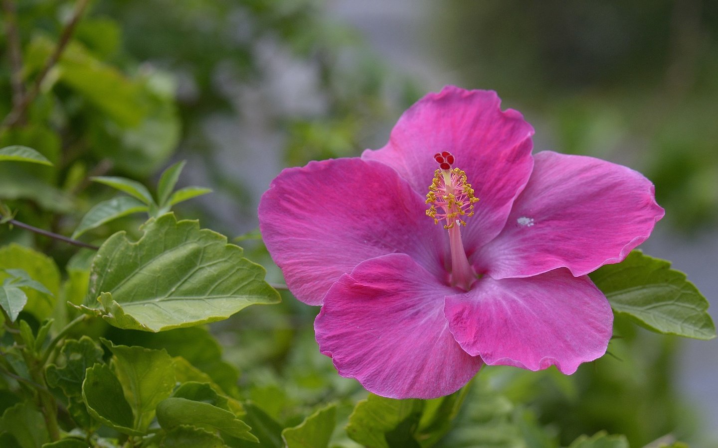 Обои листья, цветок, лепестки, розовый, гибискус, leaves, flower, petals, pink, hibiscus разрешение 2880x1920 Загрузить