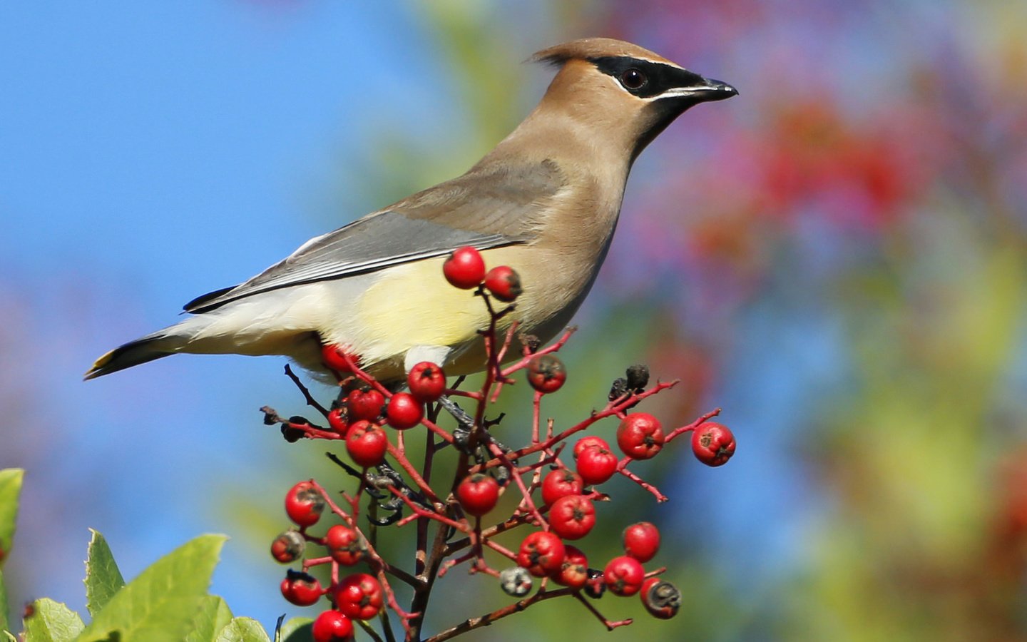 Обои небо, птица, клюв, ягоды, перья, рябина, свиристель, the sky, bird, beak, berries, feathers, rowan, the waxwing разрешение 3840x2160 Загрузить