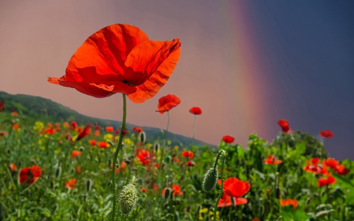 Обои небо, цветы, поле, лето, радуга, красные, маки, the sky, flowers, field, summer, rainbow, red, maki разрешение 2048x1398 Загрузить