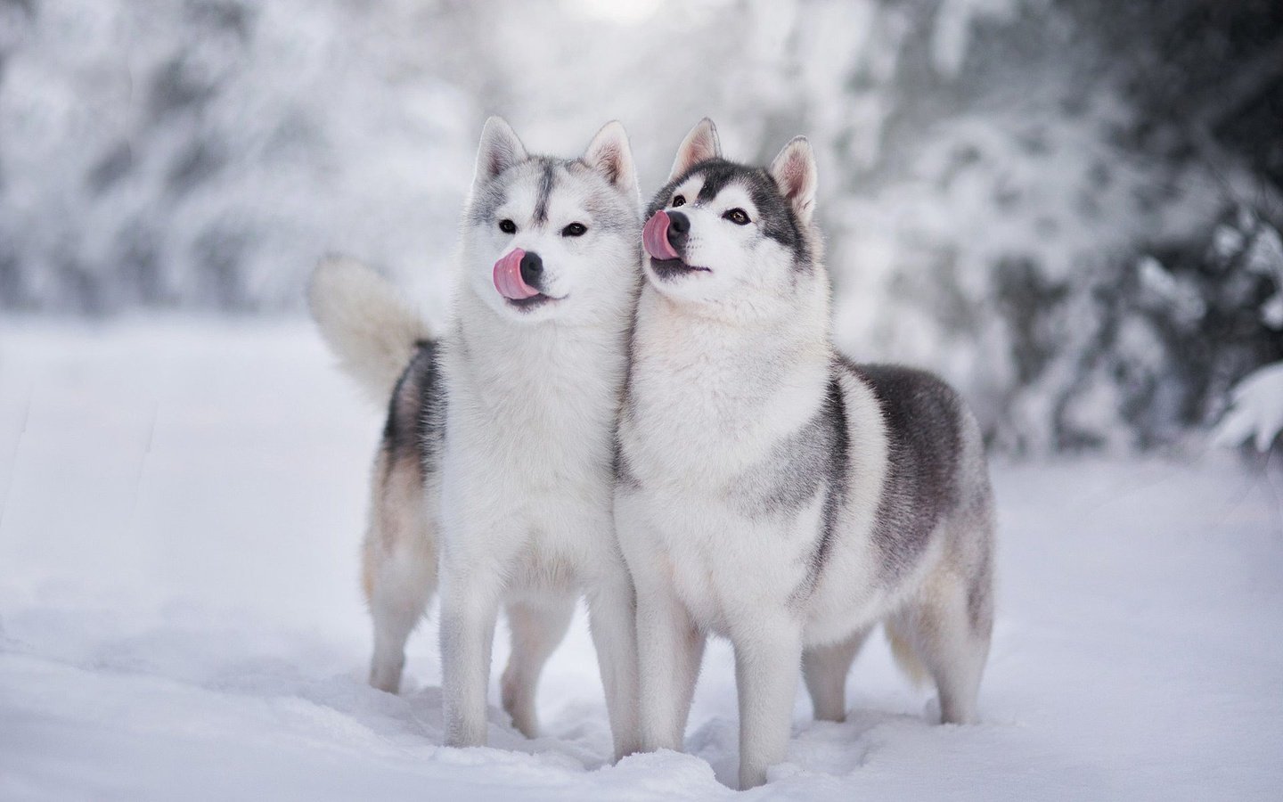 Обои снег, зима, хаски, щенки, язык, собаки, мордочки, snow, winter, husky, puppies, language, dogs, faces разрешение 1920x1200 Загрузить