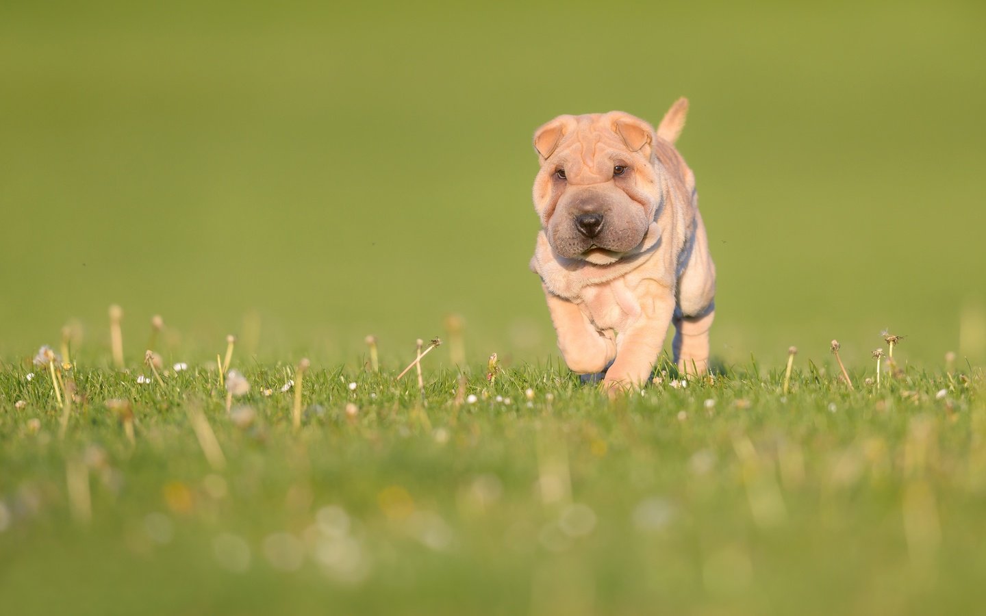 Обои трава, природа, зелень, собака, луг, щенок, боке, шарпей, grass, nature, greens, dog, meadow, puppy, bokeh, sharpay разрешение 3000x2002 Загрузить