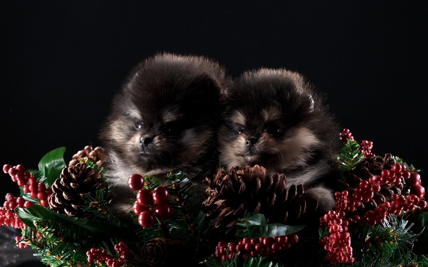 Обои новый год, черный фон, щенки, шишки, собаки, шпиц, шпицы, new year, black background, puppies, bumps, dogs, spitz разрешение 1920x1200 Загрузить