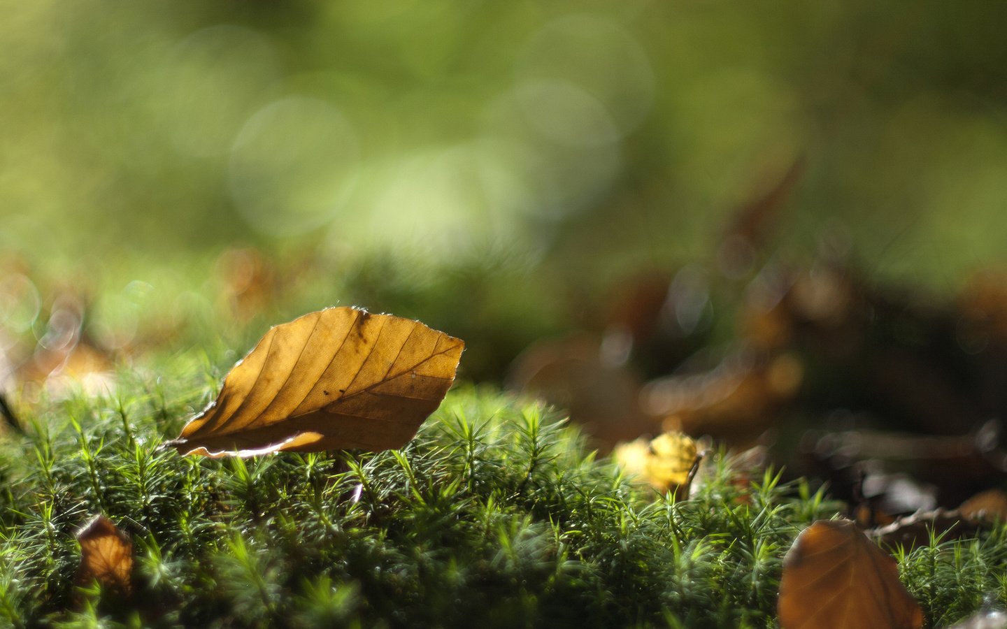 Обои листья, макро, осень, лист, мох, leaves, macro, autumn, sheet, moss разрешение 1920x1200 Загрузить