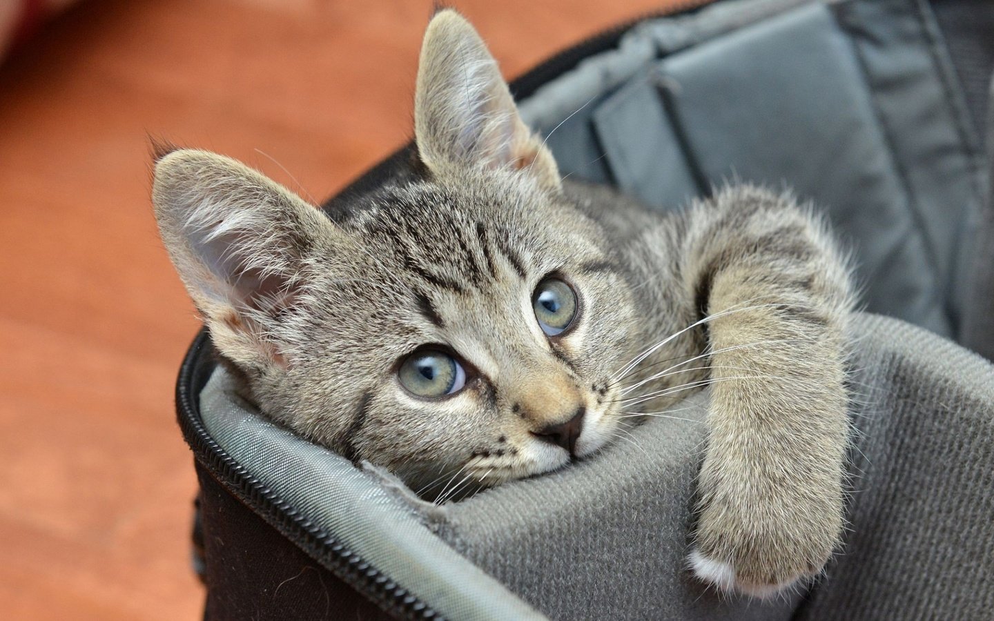 Обои кот, мордочка, кошка, взгляд, котенок, серый, сумка, cat, muzzle, look, kitty, grey, bag разрешение 1920x1200 Загрузить