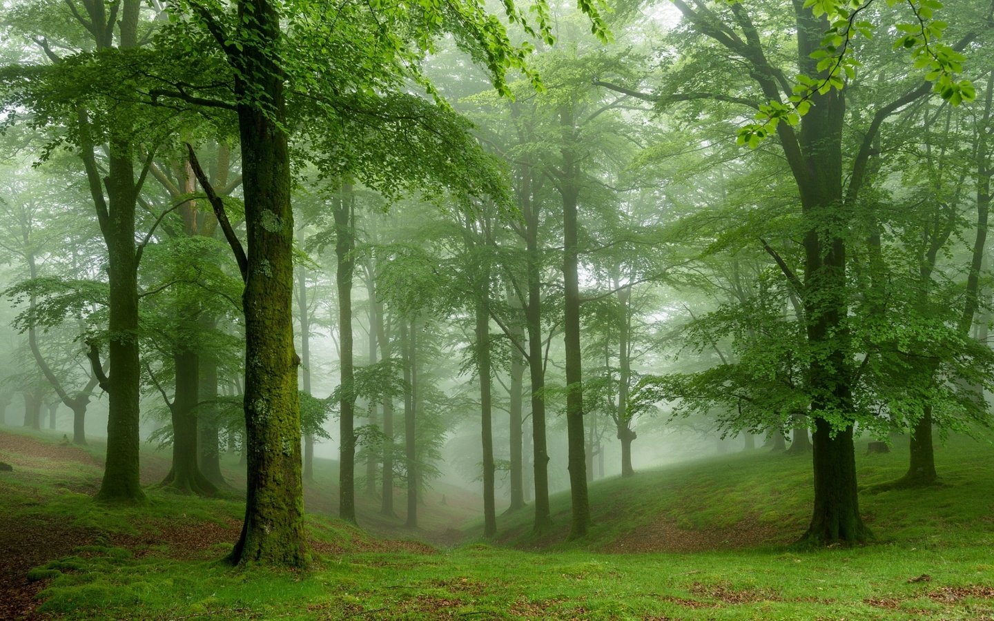 Обои деревья, природа, лес, туман, trees, nature, forest, fog разрешение 1920x1200 Загрузить