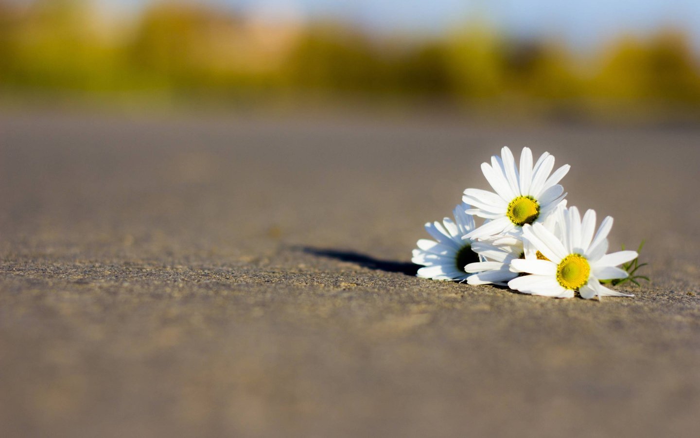 Обои дорога, цветы, лепестки, ромашки, белые, road, flowers, petals, chamomile, white разрешение 2560x1600 Загрузить