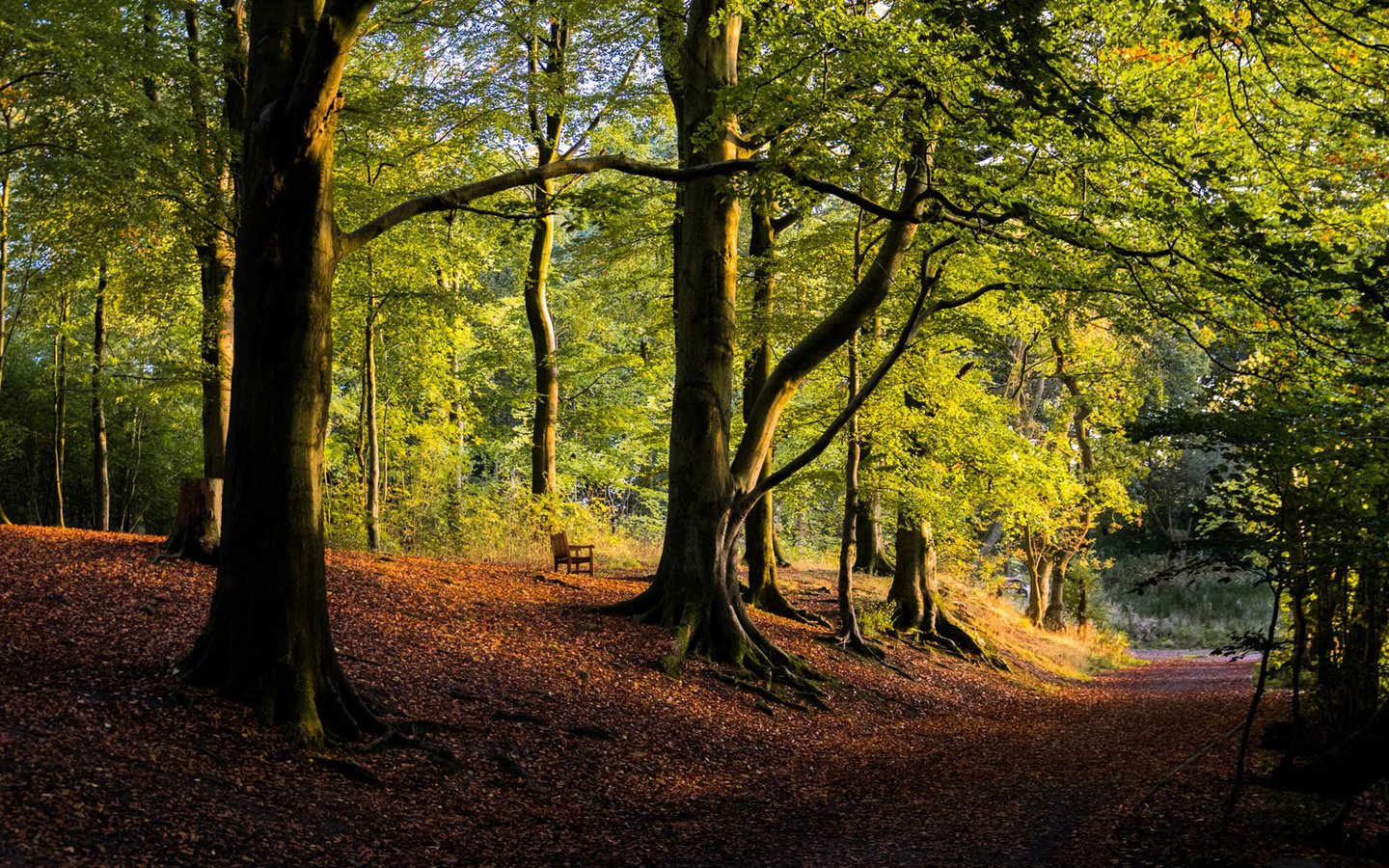 Обои дорога, деревья, природа, лес, парк, осень, road, trees, nature, forest, park, autumn разрешение 1920x1200 Загрузить