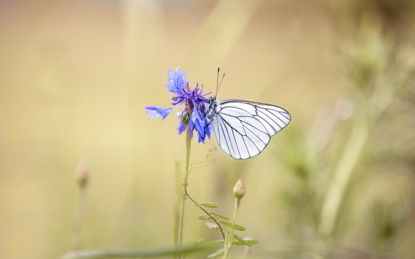 Обои насекомое, цветок, бабочка, крылья, размытость, василек, lena held, insect, flower, butterfly, wings, blur, cornflower разрешение 5172x3448 Загрузить