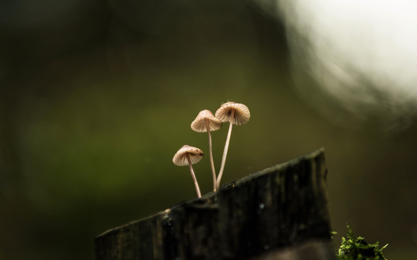 Обои природа, фон, грибы, пенек, lena held, nature, background, mushrooms, stump разрешение 5472x3648 Загрузить