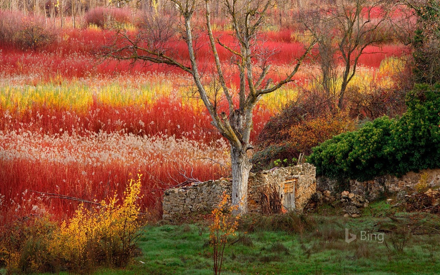 Обои деревья, природа, кусты, испания, хижина, bing, trees, nature, the bushes, spain, hut разрешение 1920x1200 Загрузить