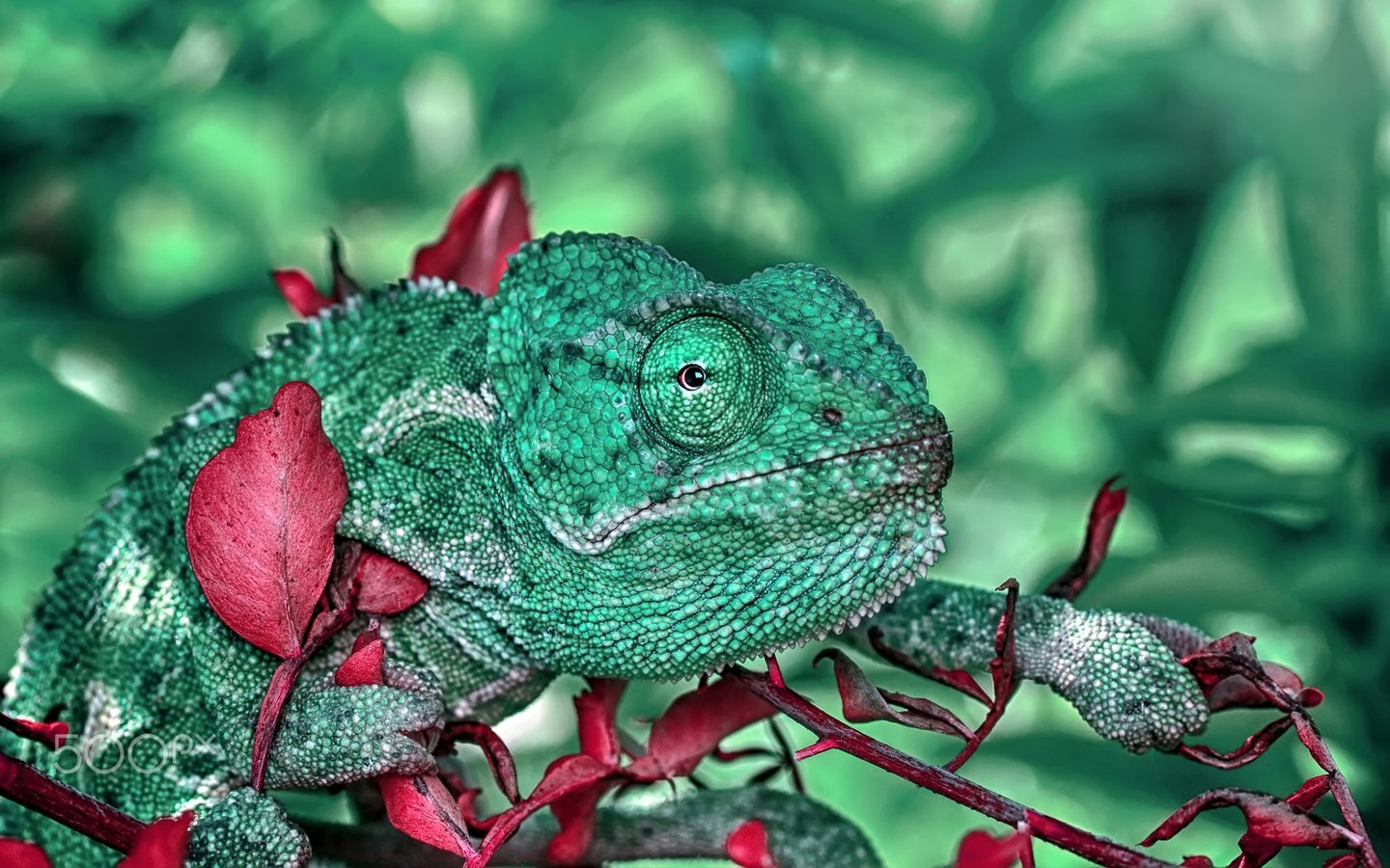 Обои макро, ящерица, растение, рептилия, хамелион, пресмыкающиеся, macro, lizard, plant, reptile, chameleon, reptiles разрешение 1920x1200 Загрузить