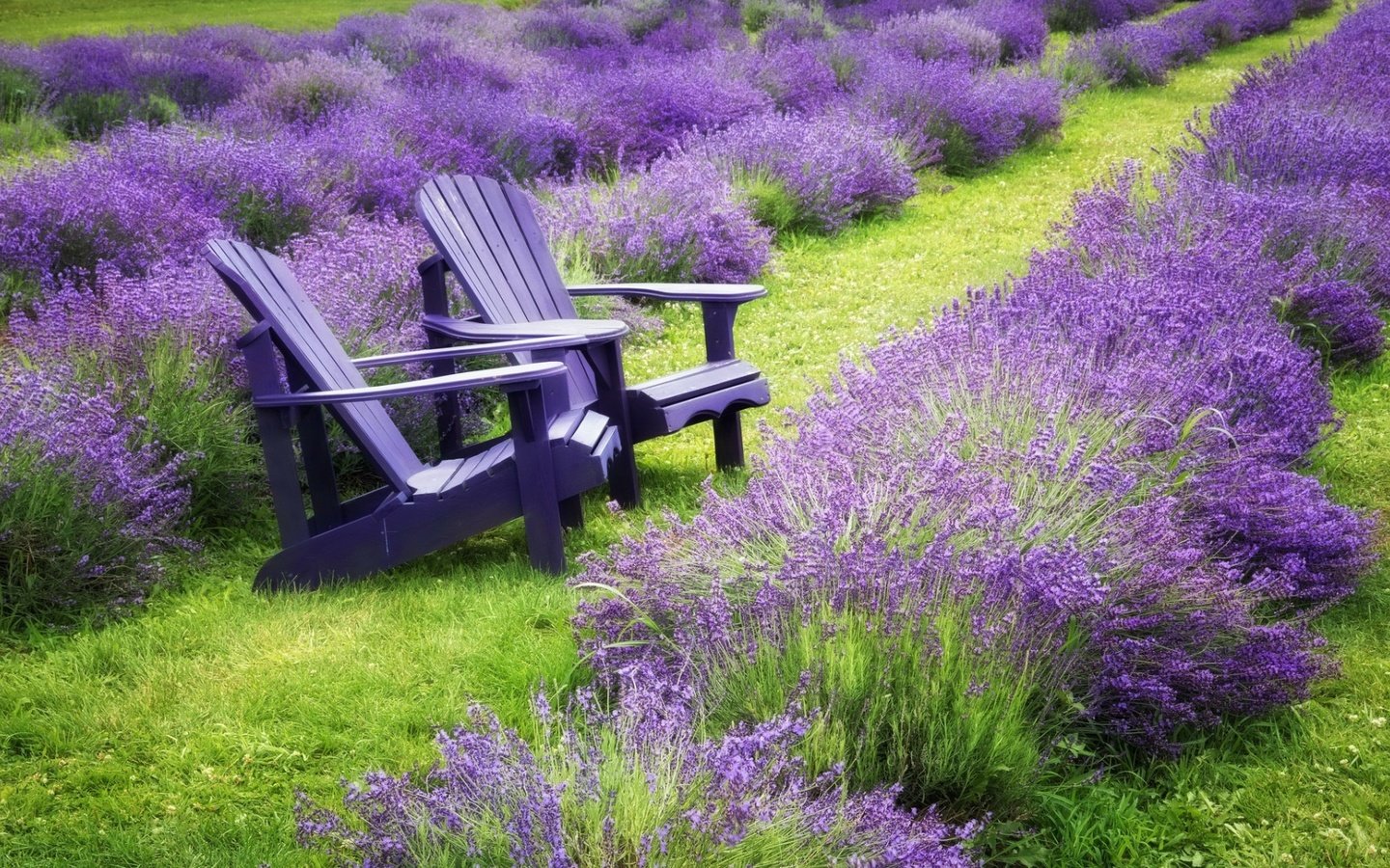 Обои цветы, трава, природа, пейзаж, поле, лаванда, стулья, flowers, grass, nature, landscape, field, lavender, chairs разрешение 1920x1080 Загрузить