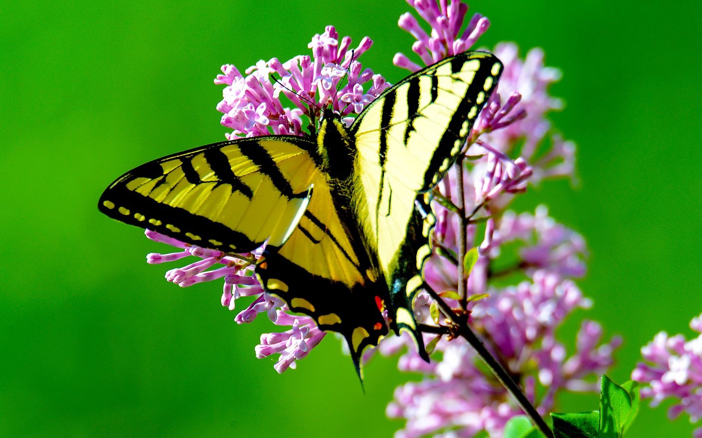 Обои цветы, макро, насекомое, бабочка, крылья, flowers, macro, insect, butterfly, wings разрешение 4787x3539 Загрузить