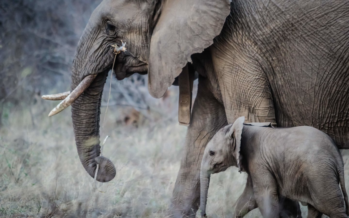 Обои слон, прогулка, слоны, хобот, детеныш, слоненок, бивни, elephant, walk, elephants, trunk, cub, tusks разрешение 5184x3456 Загрузить