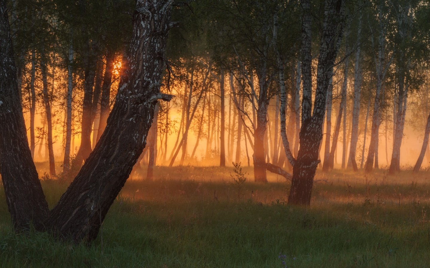 Обои деревья, вечер, солнце, лес, закат, лучи, туман, trees, the evening, the sun, forest, sunset, rays, fog разрешение 1920x1080 Загрузить