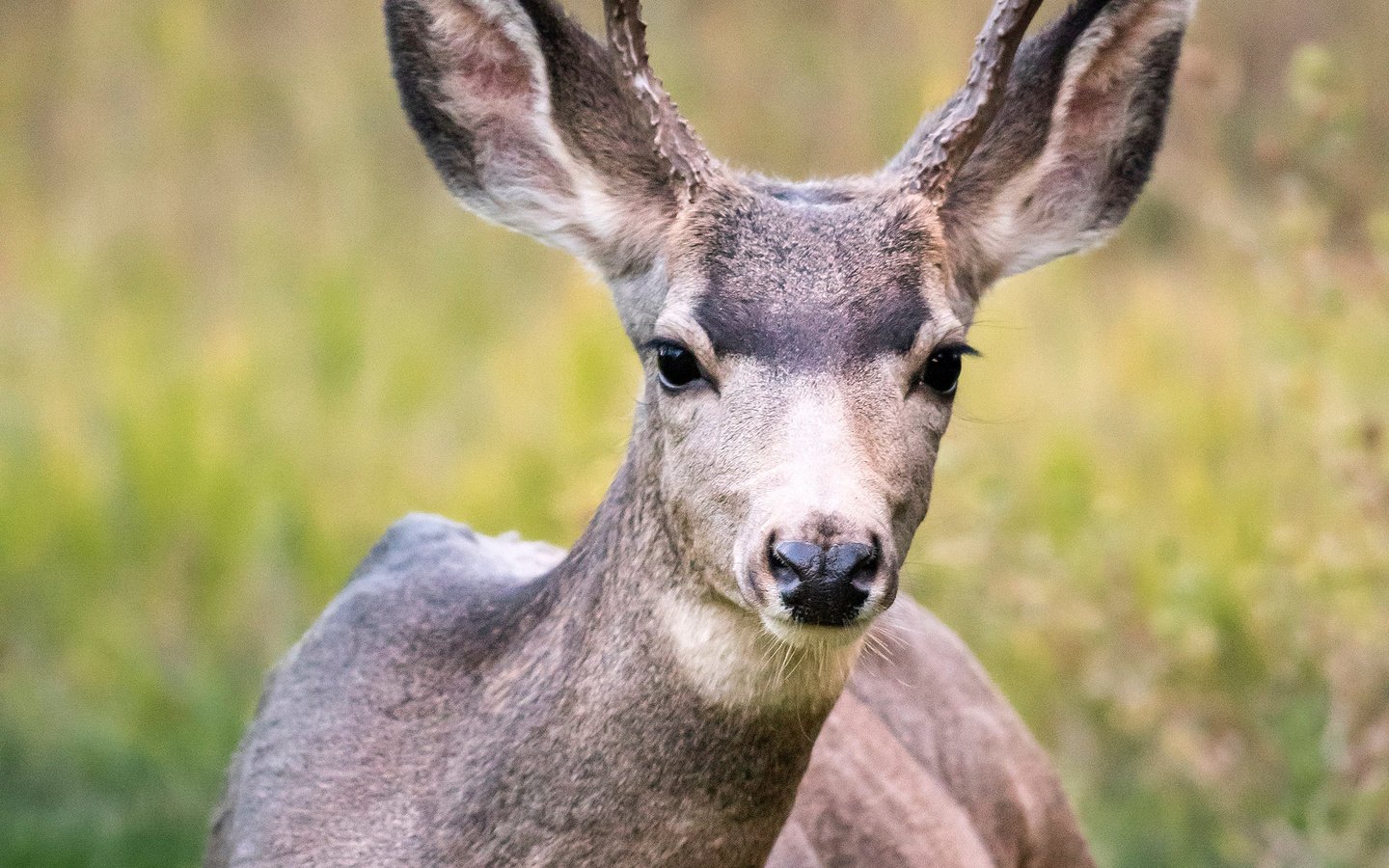 Обои олень, поле, животное, рога, дикая природа, белохвостый олень, кабарга, deer, field, animal, horns, wildlife, white-tailed deer, musk deer разрешение 2200x3300 Загрузить