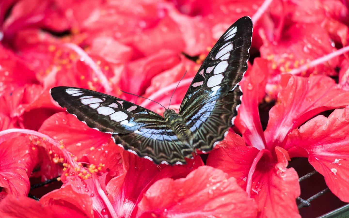 Обои цветы, насекомое, бабочка, малайзия, гибискус, flowers, insect, butterfly, malaysia, hibiscus разрешение 6000x4000 Загрузить