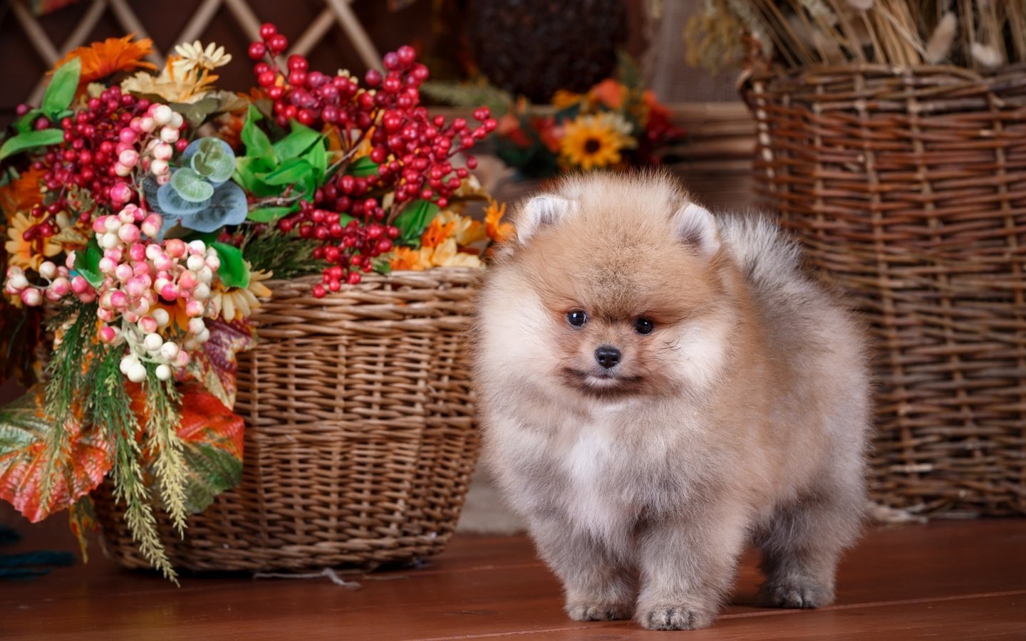 Обои цветы, собака, щенок, корзина, композиция, шпиц, flowers, dog, puppy, basket, composition, spitz разрешение 2880x1800 Загрузить