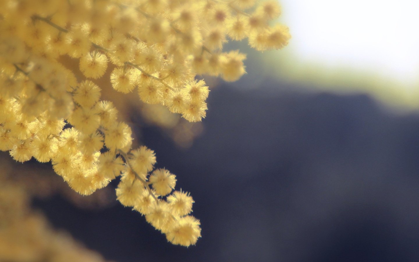 Обои цветы, весна, желтые, акация, мимоза, акация серебристая, flowers, spring, yellow, acacia, mimosa, acacia silver разрешение 1920x1080 Загрузить