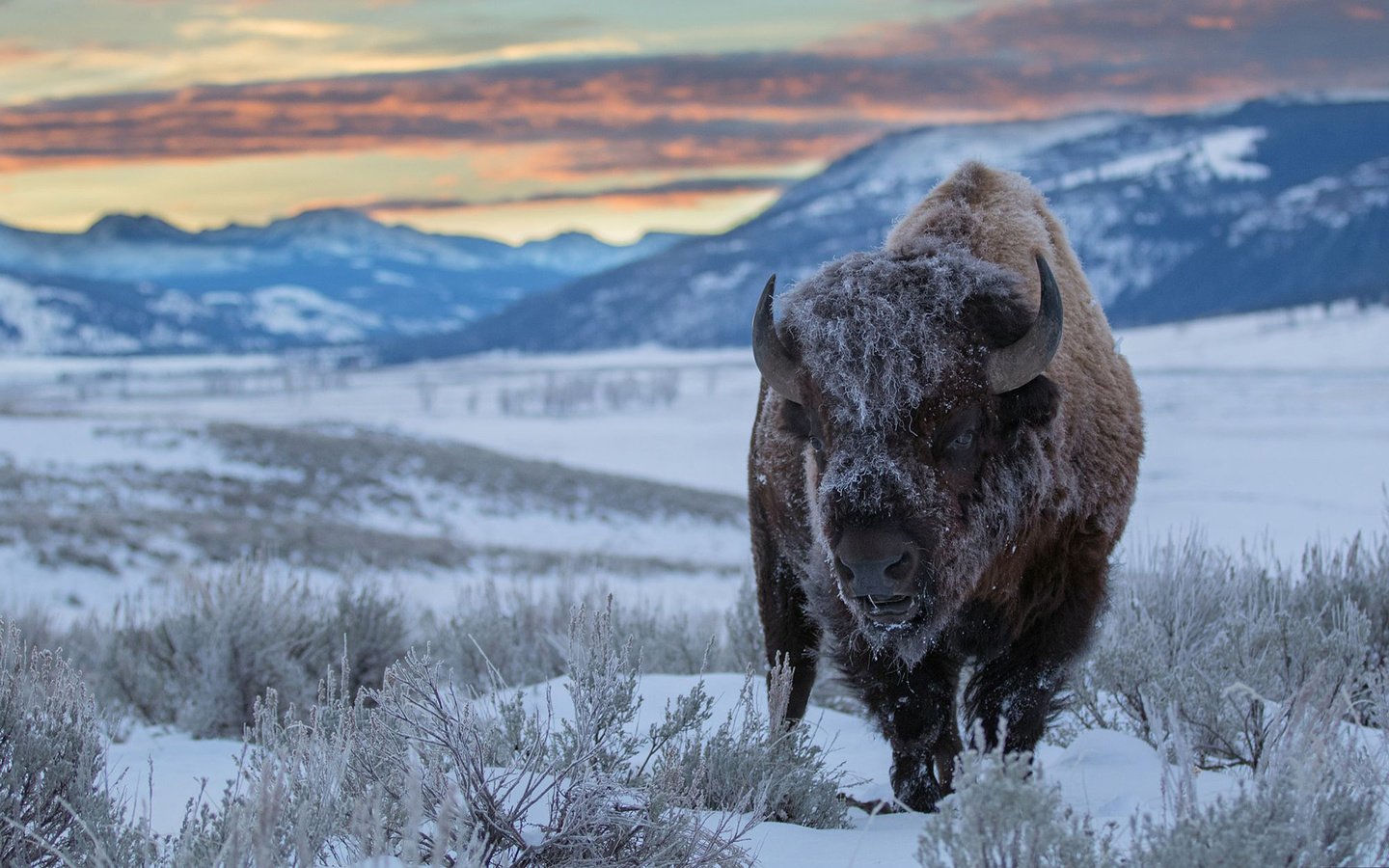 Обои горы, снег, зима, бизон, зубр, mountains, snow, winter, buffalo, bison разрешение 1920x1200 Загрузить