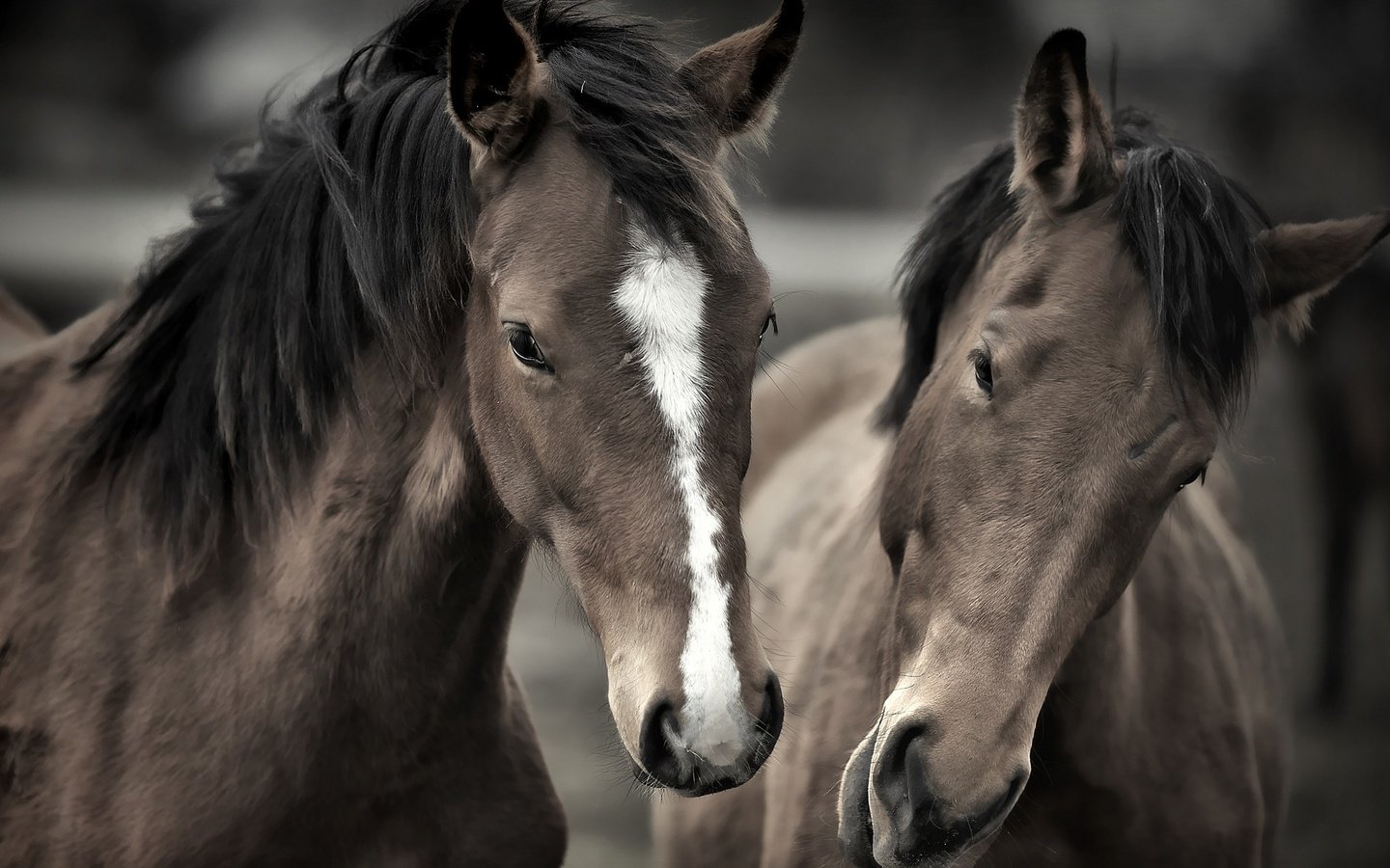 Обои лошади, кони, грива, horse, horses, mane разрешение 2048x1365 Загрузить